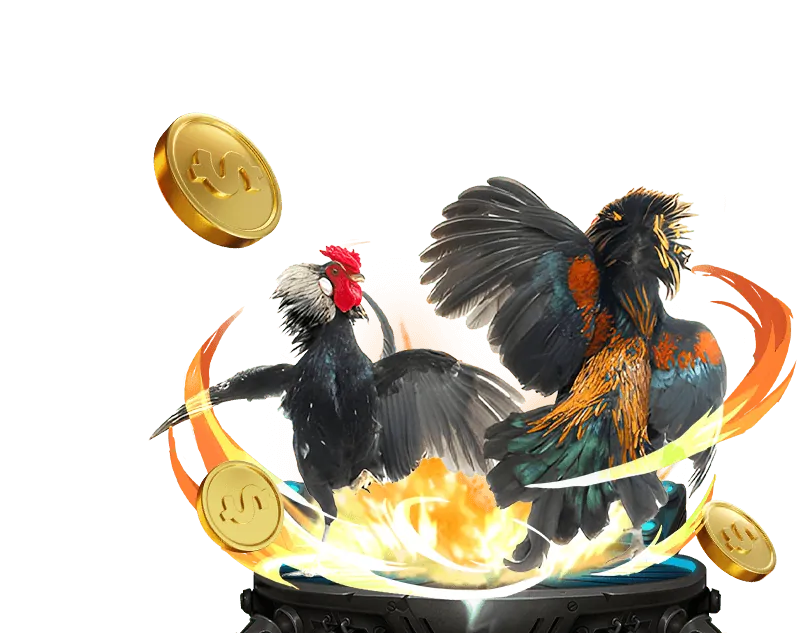 Cấu trúc lịch thi đấu gà Thomo