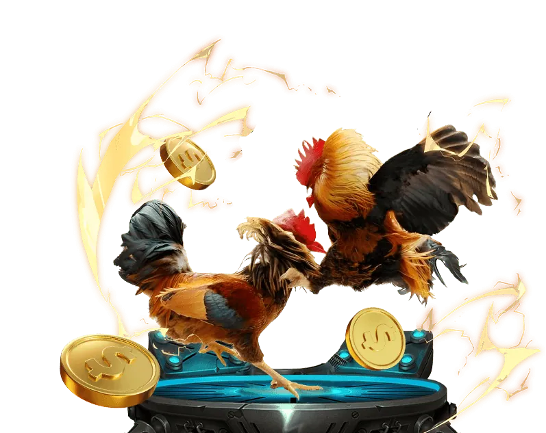 Đặc điểm gà chiến